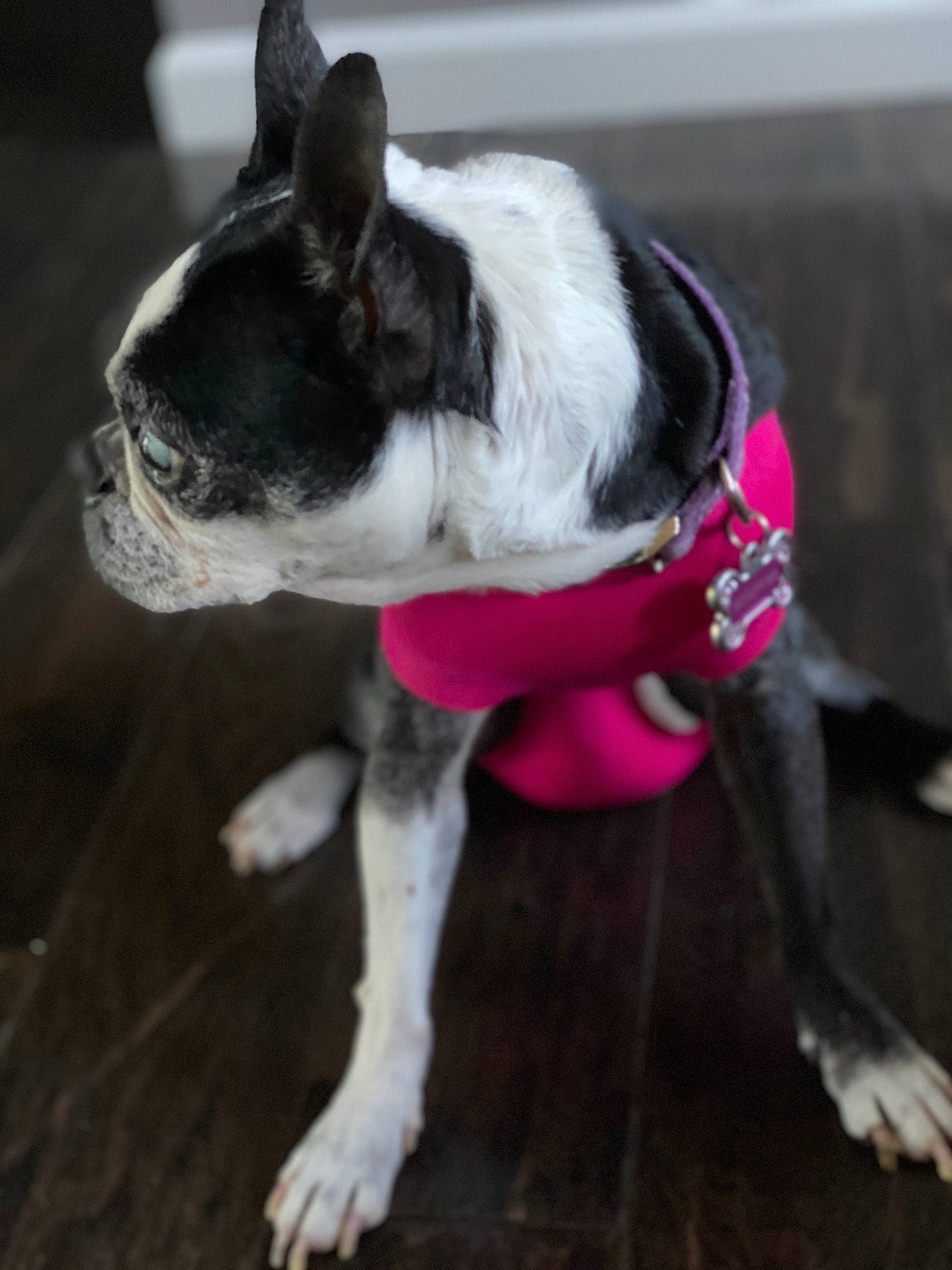 Dutchess is registered to the contest to win money with this photo: boston_terrier, canidae, carnivore, collar, companion_dog, dog, dog_breed, dog_clothes, dog_collar, fawn, french_bulldog, leash, mammal, non_sporting_group, paw, pink, puppy, snout, tail, whiskers