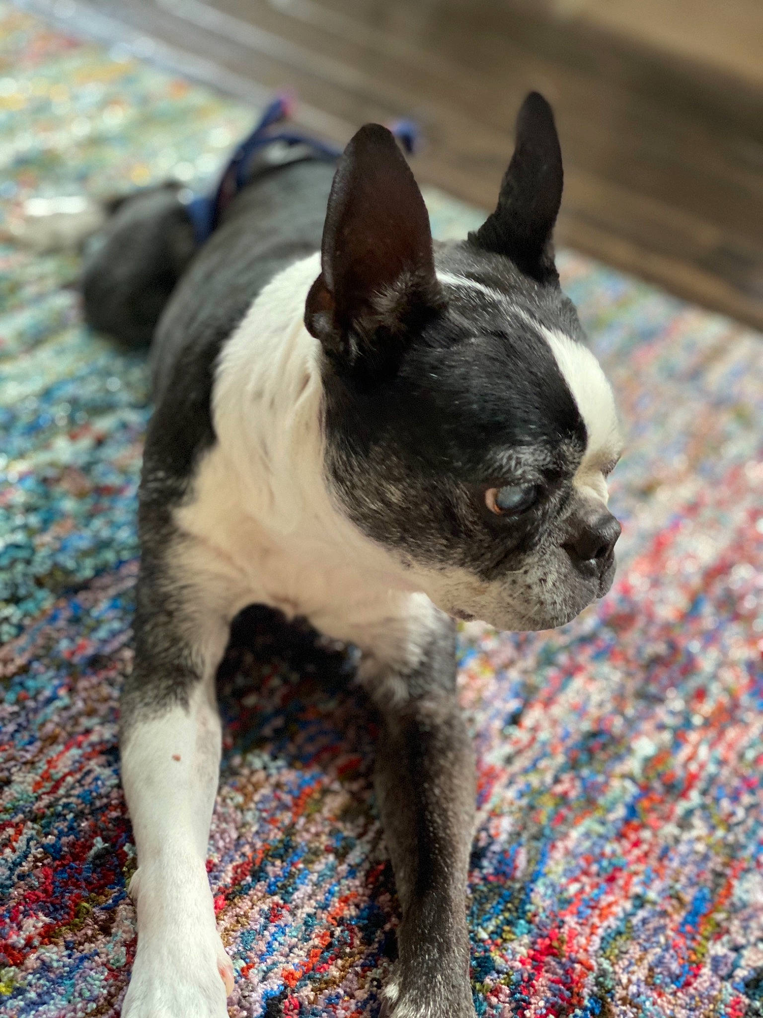 Dutchess is registered to the contest to win money with this photo: boston_terrier, canidae, carnivore, companion_dog, dog, dog_breed, fawn, french_bulldog, mammal, non_sporting_group, puppy, rare_breed_dog, snout, sporting_group, toy_dog, vertebrate