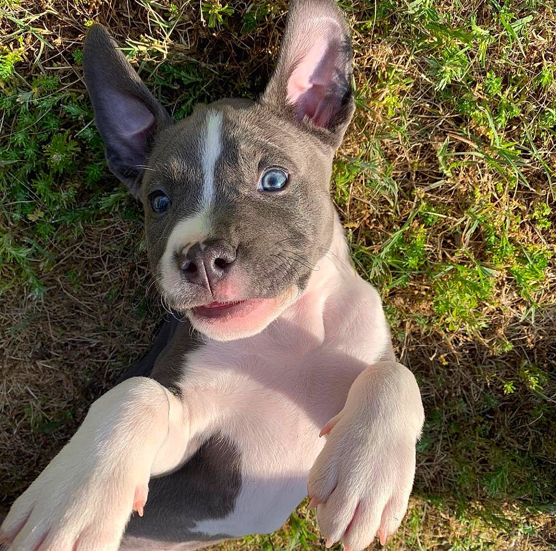 Sammy joined the competition — help win amazing prizes! american_pit_bull_terrier, american_staffordshire_terrier, bull_and_terrier, canidae, carnivore, dog, dog_breed, ear, fawn, feist, mammal, non_sporting_group, nose, old_english_terrier, puppy, rare_breed_dog, snout, sporting_group, teddy_roosevelt_terrier, vertebrate