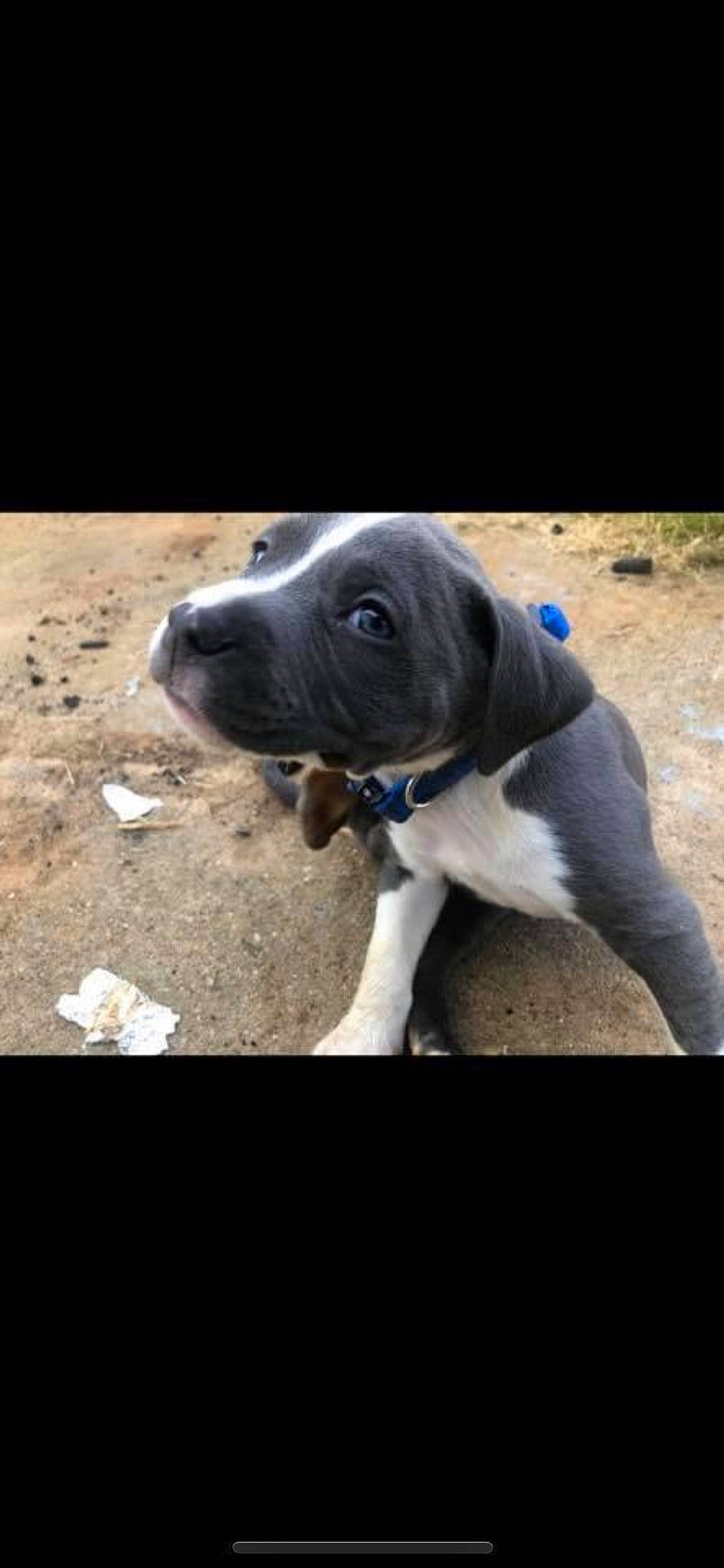 Sammy joined the competition — help win amazing prizes! american_pit_bull_terrier, bandog, cane_corso, canidae, carnivore, dog, dog_breed, fawn, mammal, non_sporting_group, pointer, puppy, rare_breed_dog, snout, sporting_group, vertebrate