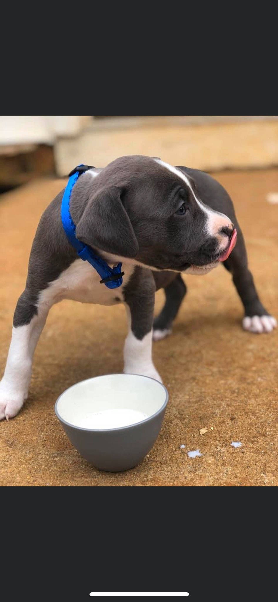 Sammy is registered to the contest to win money with this photo: american_pit_bull_terrier, american_staffordshire_terrier, canidae, carnivore, companion_dog, dog, dog_breed, fawn, mammal, non_sporting_group, pit_bull, puppy, snout, sporting_group, staffordshire_bull_terrier, vertebrate