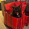 cat, black_cat, shopping_bag, victorias_secret, indoor, carpet, paper_bag, open_mouth, wide_eyes, pet, cute, surprised, animal, domestic_cat, feline, red_bag, floor, whiskers, ears, household