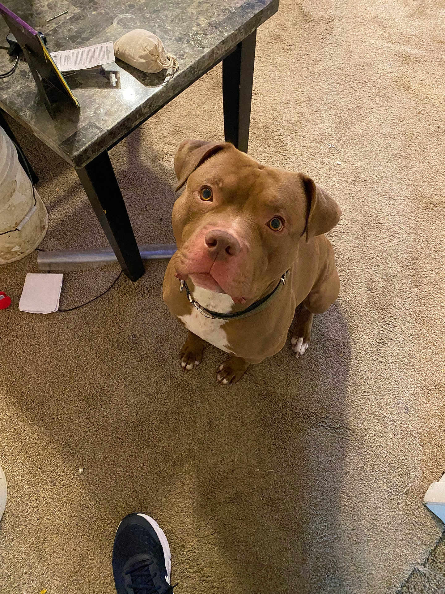 Kingdom joined the competition — help win amazing prizes! dog, brown_dog, pet, carpet, table, indoor, floor, collar, looking_up, canine, household, footwear, shoe, marble_table, obedient, domestic, companion, animal, curious, home