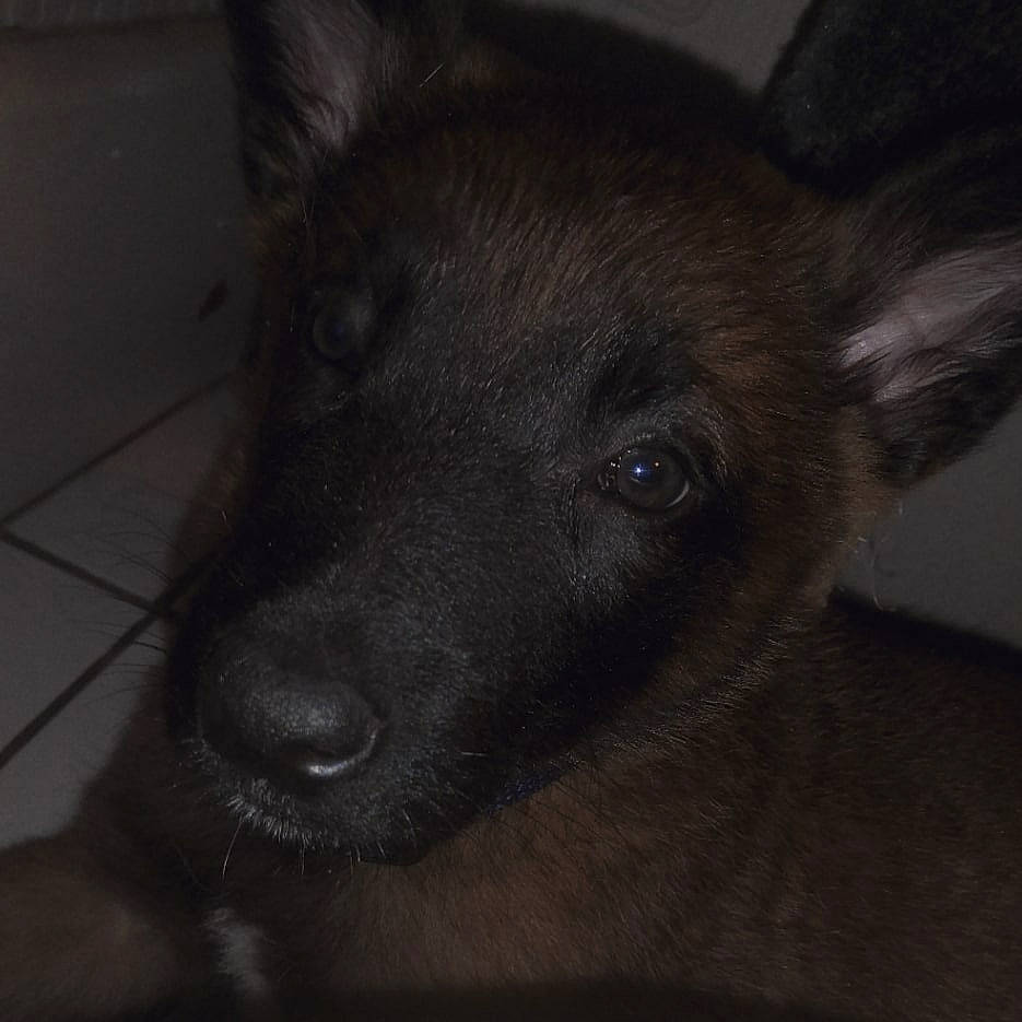 Dake participe au concours pour gagner de l'argent avec cette photo : canidae, carnivore, companion_dog, darkness, dog, dog_breed, ear, fawn, fur, sporting_group, terrestrial_animal, whiskers, working_animal, working_dog