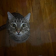Tut is registered to the contest to win money with this photo: cat, tabby_cat, indoor, wooden_floor, whiskers, curious, pet, animal, feline, looking_up, ears, wide_eyes, domestic_cat, flooring, closeup, cute, mammal, fur, pink_object, house