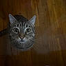 cat, tabby_cat, indoor, wooden_floor, whiskers, curious, pet, animal, feline, looking_up, ears, wide_eyes, domestic_cat, flooring, closeup, cute, mammal, fur, pink_object, house