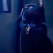 Agatha is registered to the contest to win money with this photo: black_cat, blue_tint, cat, closeup, collar, domestic_animal, ears, feline, id_tag, indoor, looking_up, low_light, moody, pet, portrait, profile, shadow, silhouette, whiskers, window