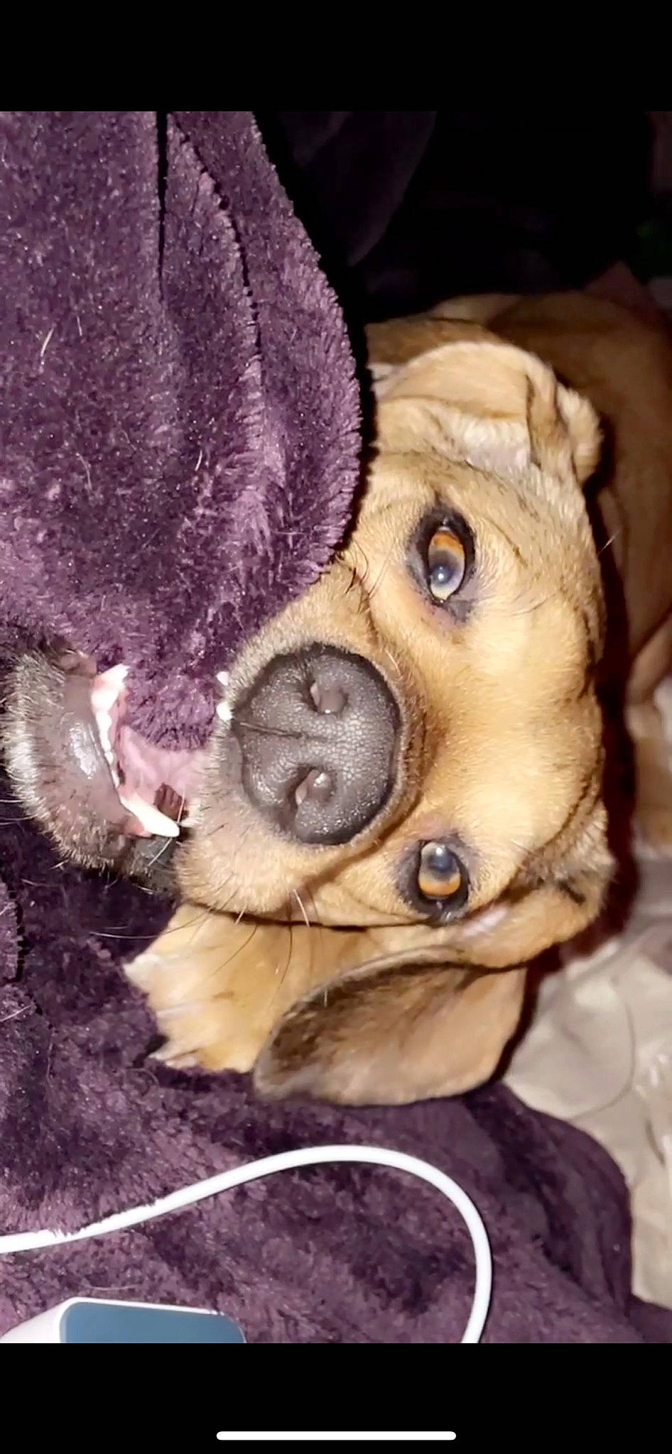 Harley joined the competition — help win amazing prizes! canidae, carnivore, companion_dog, dog, dog_breed, ear, fawn, fur, guard_dog, liver, non_sporting_group, paw, pet_supply, snout, sporting_group, stuffed_toy, terrestrial_animal, toy_dog, whiskers, working_animal