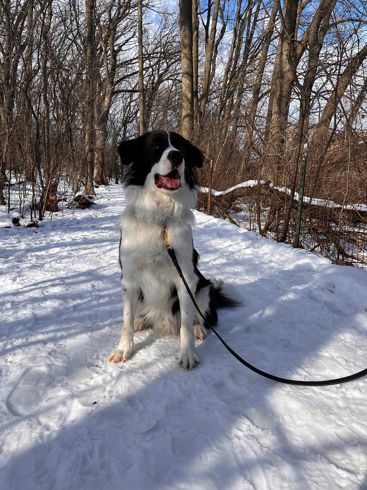 Archie