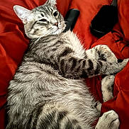 Baby is registered to the contest to win money with this photo: cat, tabby, pet, animal, feline, sleepy, winking, relaxed, lying_down, paws, fur, whiskers, ears, green_eyes, red_cushion, indoor, closeup, portrait, cozy, funny