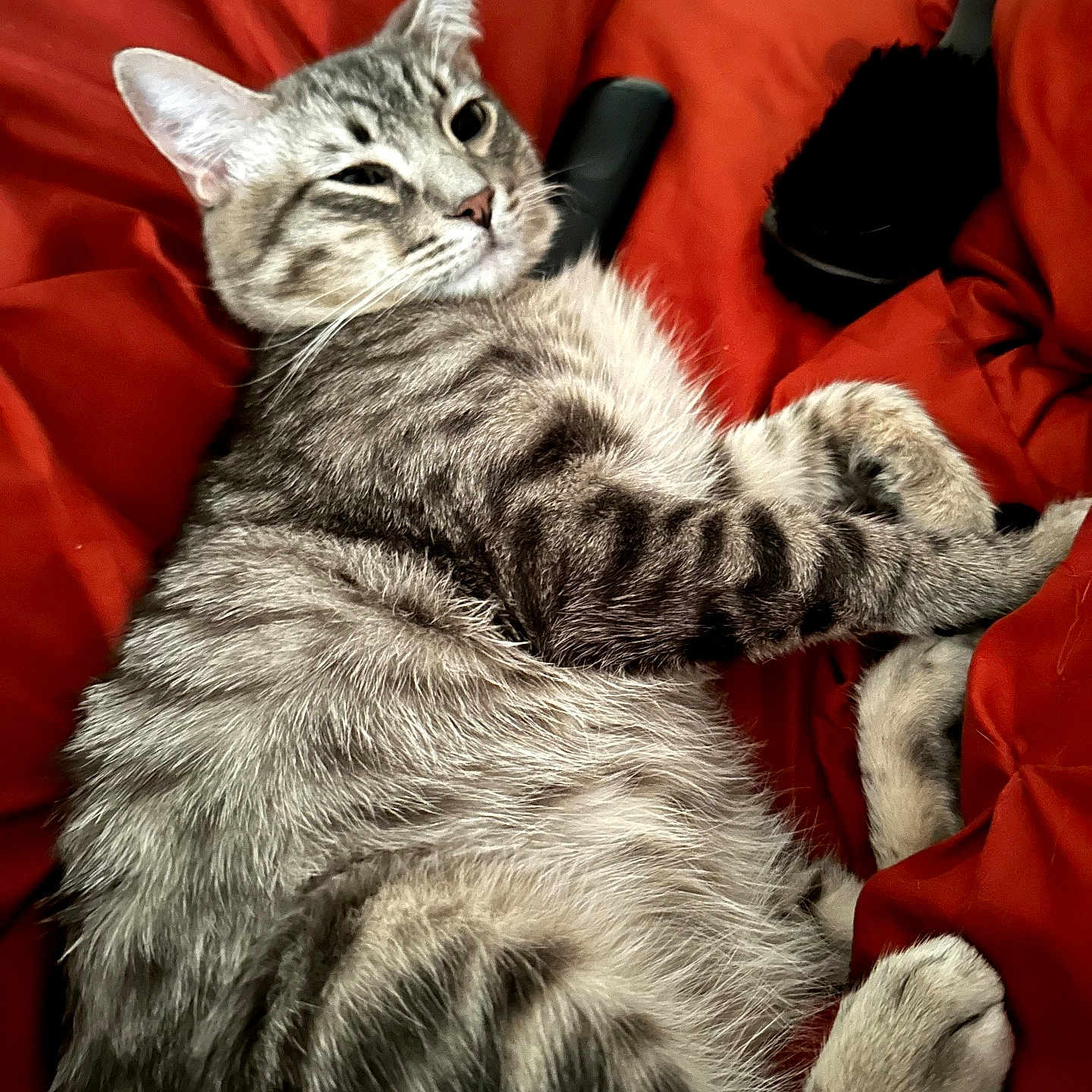 Baby is registered to the contest to win money with this photo: cat, tabby, pet, animal, feline, sleepy, winking, relaxed, lying_down, paws, fur, whiskers, ears, green_eyes, red_cushion, indoor, closeup, portrait, cozy, funny