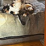cat, calico_cat, pet, feline, indoor, couch, blanket, fur, relaxed, lying_down, curious, wide_eyes, cozy, living_room, wooden_floor, domestic_animal, four_paws, whiskers, tail, soft_lighting