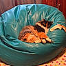 cat, calico, bean_bag, indoor, sleeping, furniture, curtains, blanket, colorful, cozy, pet, resting, fluffy, wood_paneling, home, comfort, relaxation, animal, cute, domestic