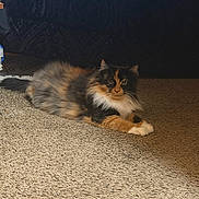 Gizmo joined the competition — help win amazing prizes! cat, calico_cat, fluffy, carpet, indoor, feline, pet, resting, fur, animal, cute, domestic_animal, mammal, whiskers, alert, home, cozy, relaxed, portrait, laying
