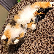 Gizmo joined the competition — help win amazing prizes! cat, calico_cat, fluffy, relaxed, leopard_print, blanket, plush_toy, green_plush, bedroom, cozy, pet, animal, whiskers, paws, feline, indoor, resting, cute, sleepy, fur