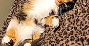 Gizmo joined the competition — help win amazing prizes! cat, calico_cat, fluffy, relaxed, leopard_print, blanket, plush_toy, green_plush, bedroom, cozy, pet, animal, whiskers, paws, feline, indoor, resting, cute, sleepy, fur