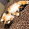 cat, calico_cat, fluffy, relaxed, leopard_print, blanket, plush_toy, green_plush, bedroom, cozy, pet, animal, whiskers, paws, feline, indoor, resting, cute, sleepy, fur