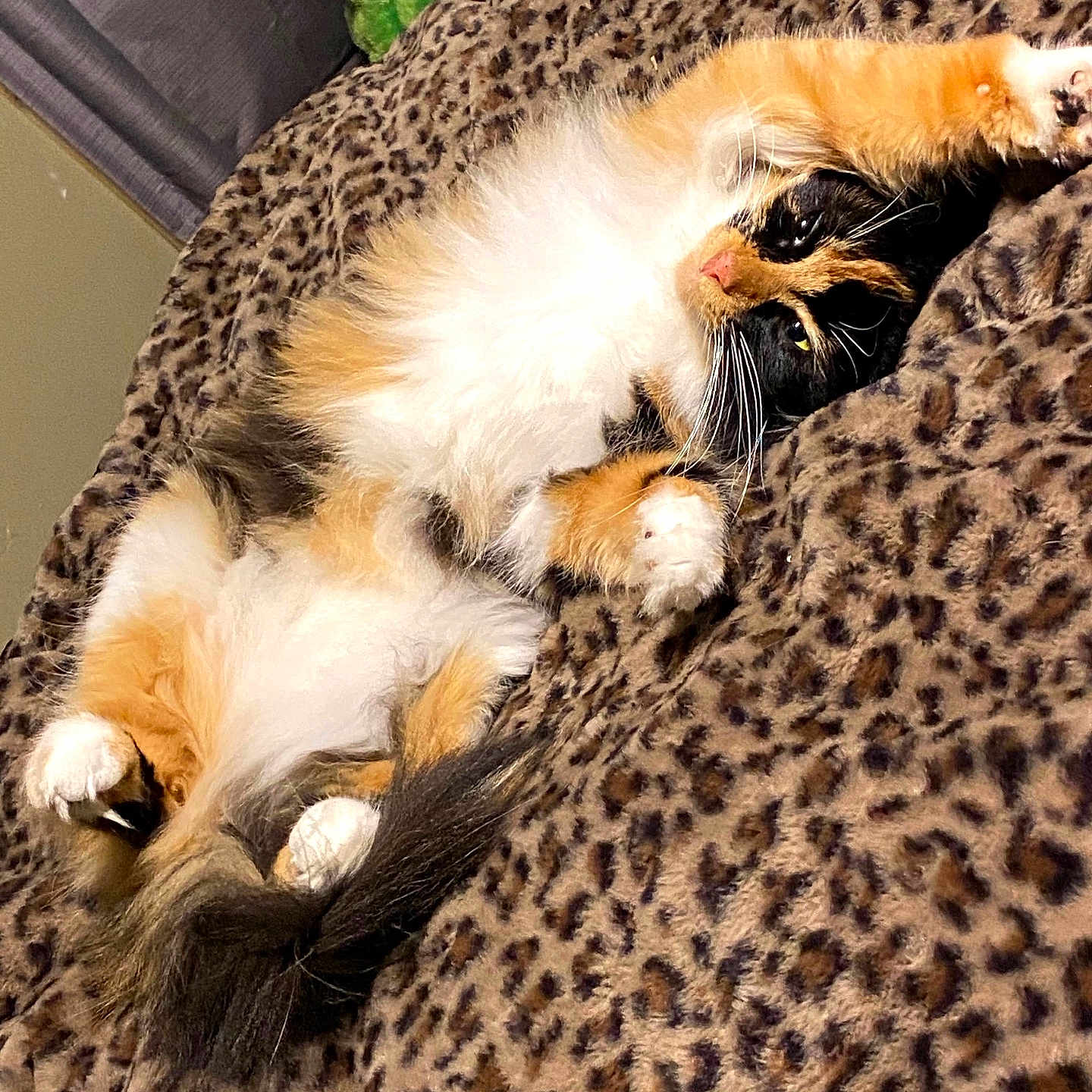 Gizmo