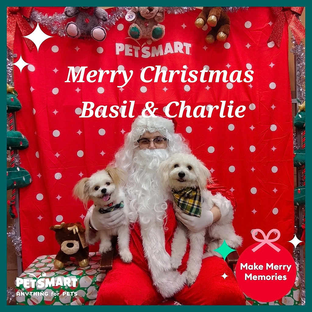 Basil Charlie is registered to the contest to win money with this photo: accessories, advertisement, animal, bag, canine, christmas, dog, envelope, face, festival, greetingcard, handbag, head, mail, person, pet, poodle, puppy, toy, whitedog