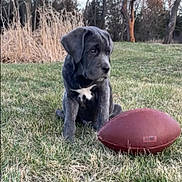 Hercules is registered to the contest to win money with this photo: animal, canine, cute, daylight, dog, ears, eyes, field, football, fur, grass, nature, nose, outdoor, pet, playing, puppy, sitting, white_patch, young