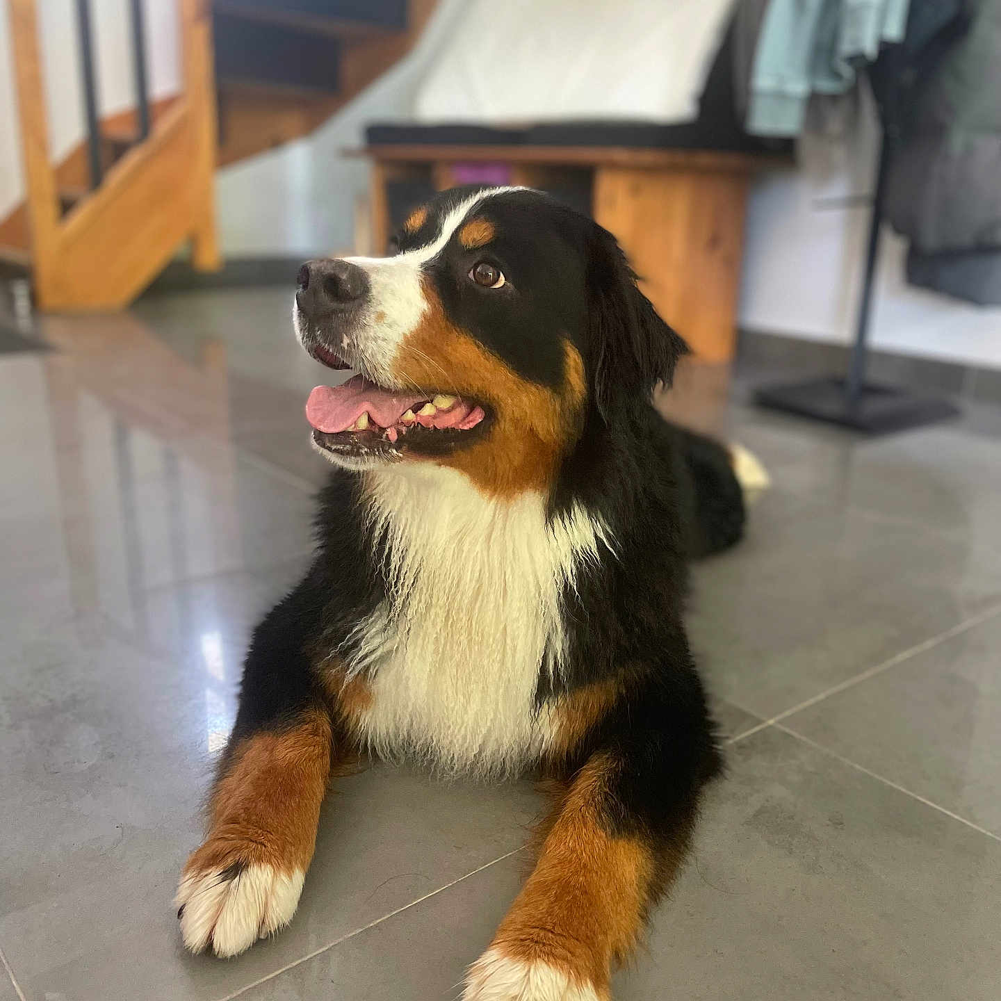 Pakoune participe au concours pour gagner de l'argent avec cette photo : dog, bernese_mountain_dog, indoor, floor, tile, staircase, bench, clothing, coat_rack, pet, mammal, animal, fur, tongue, happy, relaxed, looking_away, black, brown, white