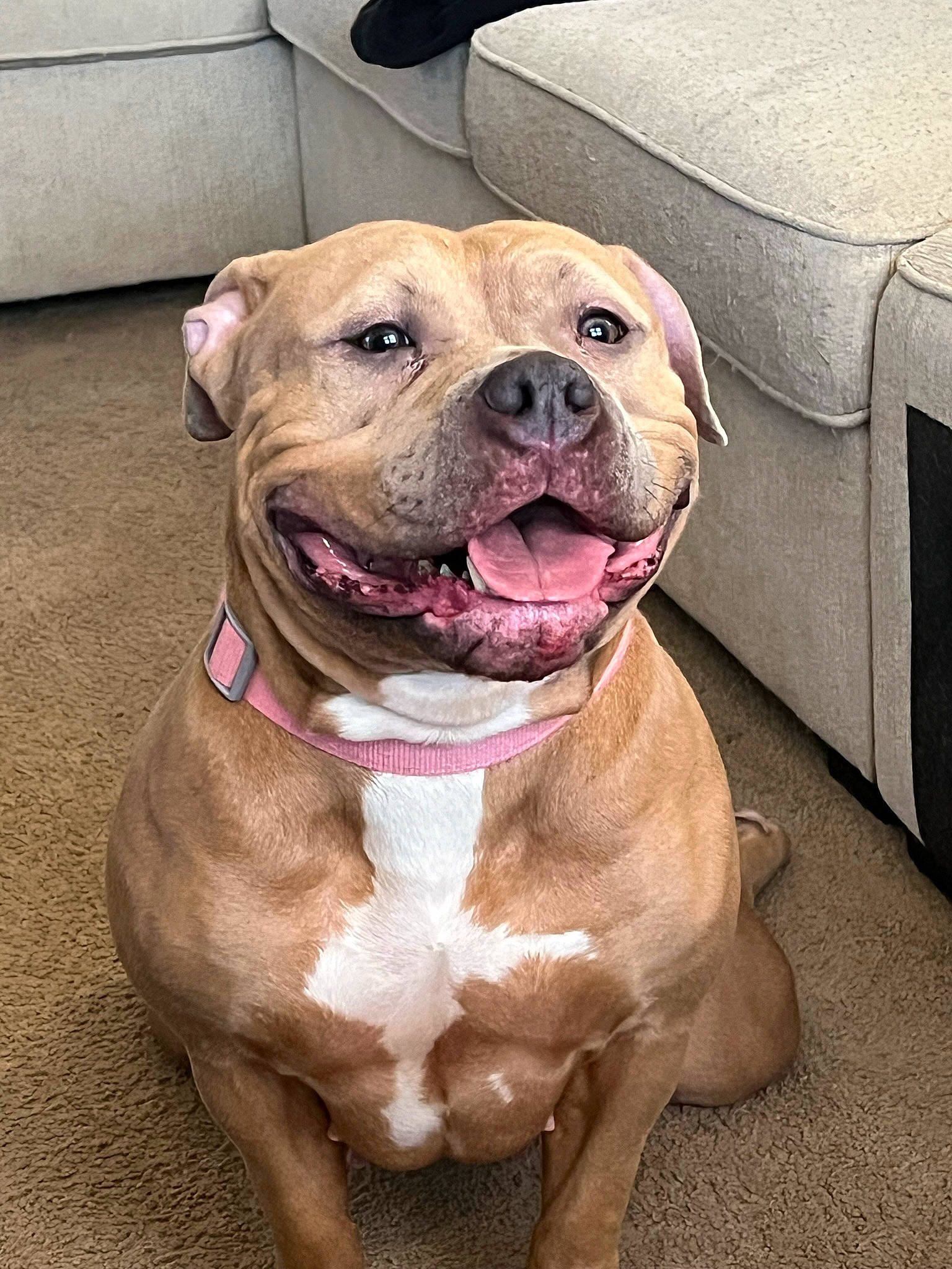 Isis is registered to the contest to win money with this photo: bulldog, canidae, carnivore, collar, companion_dog, dog, dog_breed, dog_collar, fawn, fur, leash, liver, molosser, non_sporting_group, snout, sporting_group, whiskers, working_animal, working_dog, wrinkle