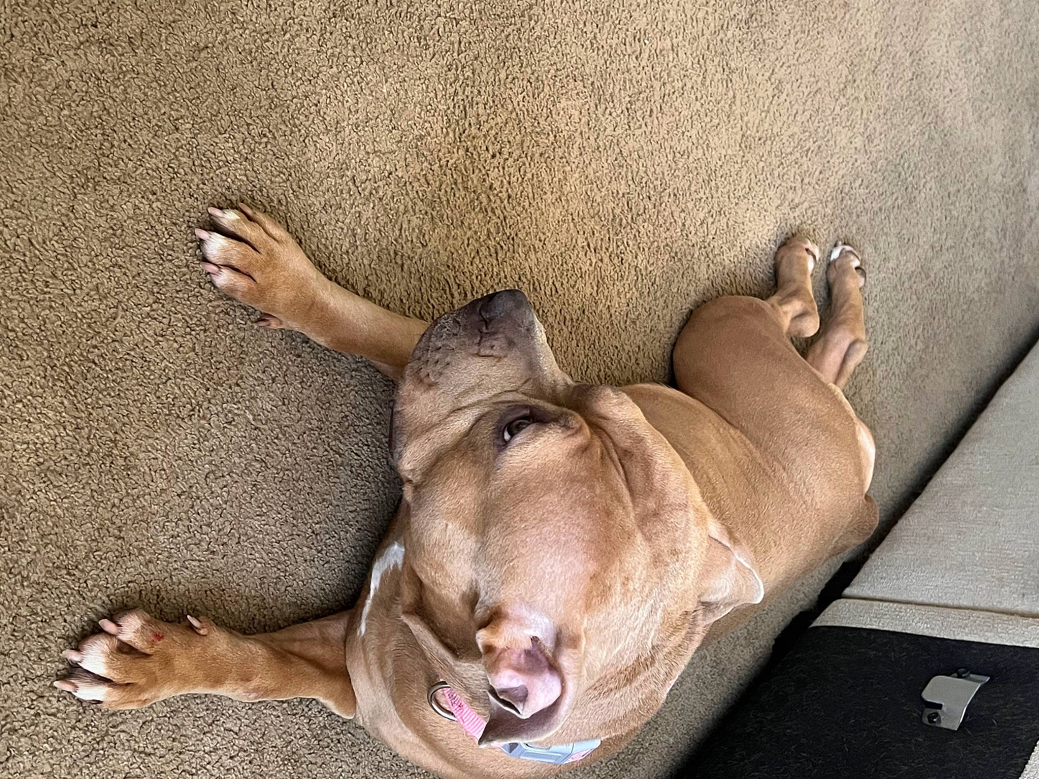 Isis is registered to the contest to win money with this photo: art, canidae, carnivore, comfort, companion_dog, dog, dog_breed, fawn, foot, fur, human_leg, liver, nap, non_sporting_group, paw, sitting, sleep, snout, sporting_group, whiskers