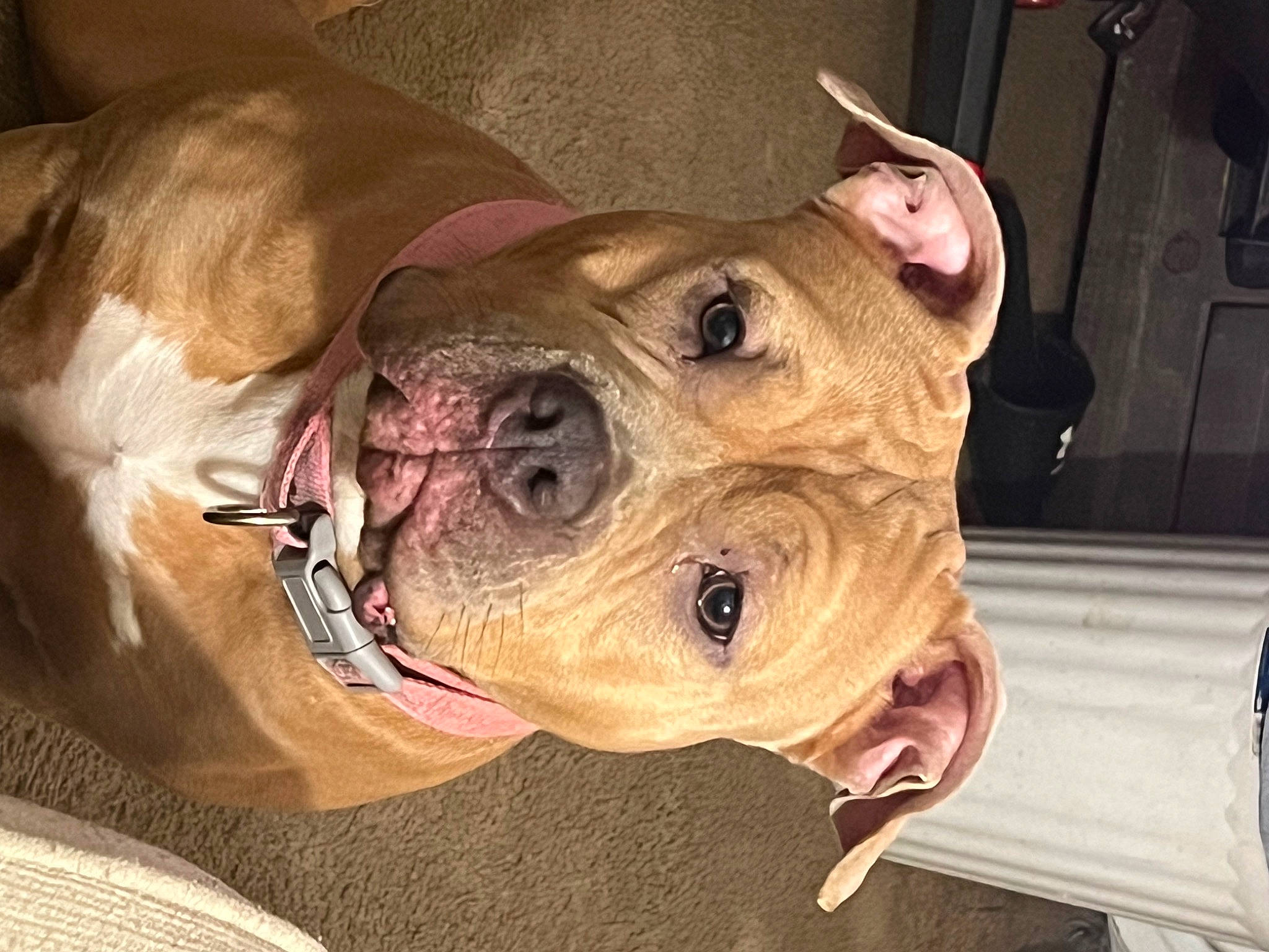 Isis joined the competition — help win amazing prizes! canidae, carnivore, collar, companion_dog, dog, dog_breed, dog_collar, dog_supply, ear, fawn, fur, jaw, liver, molosser, pet_supply, snout, sporting_group, whiskers, working_animal, wrinkle