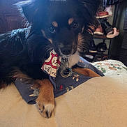 Poe is registered to the contest to win money with this photo: dog, pet, indoor, black_fur, tan_fur, bandana, tag, pillow, furniture, window, shoe_rack, shoes, light, cozy, looking, animal, cute, ears, face, fur