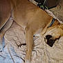 dog, sleeping, blanket, brown_fur, collar, indoor, pet, resting, canine, cozy, floor, relaxed, animal, paw, fur, domestic, companion, quiet, peaceful, snout