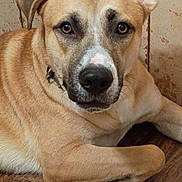 Chance is registered to the contest to win money with this photo: dog, pet, animal, canine, brown, white, close_up, floor, wooden_floor, indoor, ears, face, eyes, nosed, fur, lying_down, resting, collar, portrait, looking