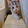 Punky a rejoint le concours — aidez-le/la à gagner de superbes lots ! animal, background_blur, cat, closeup, curious, curtain, cute, ears, exploring, feline, home, indoor, kitten, paw, pet, radiator, soft_light, walking, whiskers, young