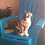 animal, calico_cat, calm, cat, chair, cozy, daylight, domestic_cat, feline, fur, home, indoor, looking_up, pet, plant, plastic_chair, potted_plant, relaxation, sitting, whiskers
