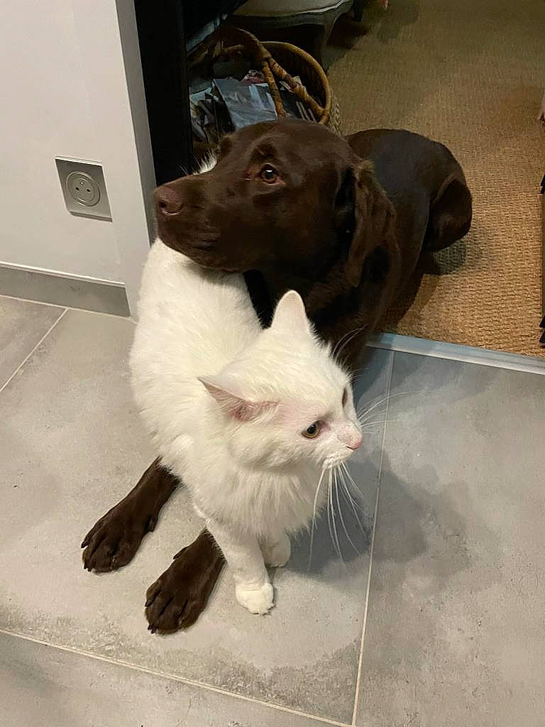 Rodrigo a rejoint le concours — aidez-le/la à gagner de superbes lots ! carnivore, cat, comfort, companion_dog, domestic_short_haired_cat, fawn, felidae, floor, flooring, fur, liver, metal, paw, small_to_medium_sized_cats, snout, tail, tire, wheel, whiskers, working_animal