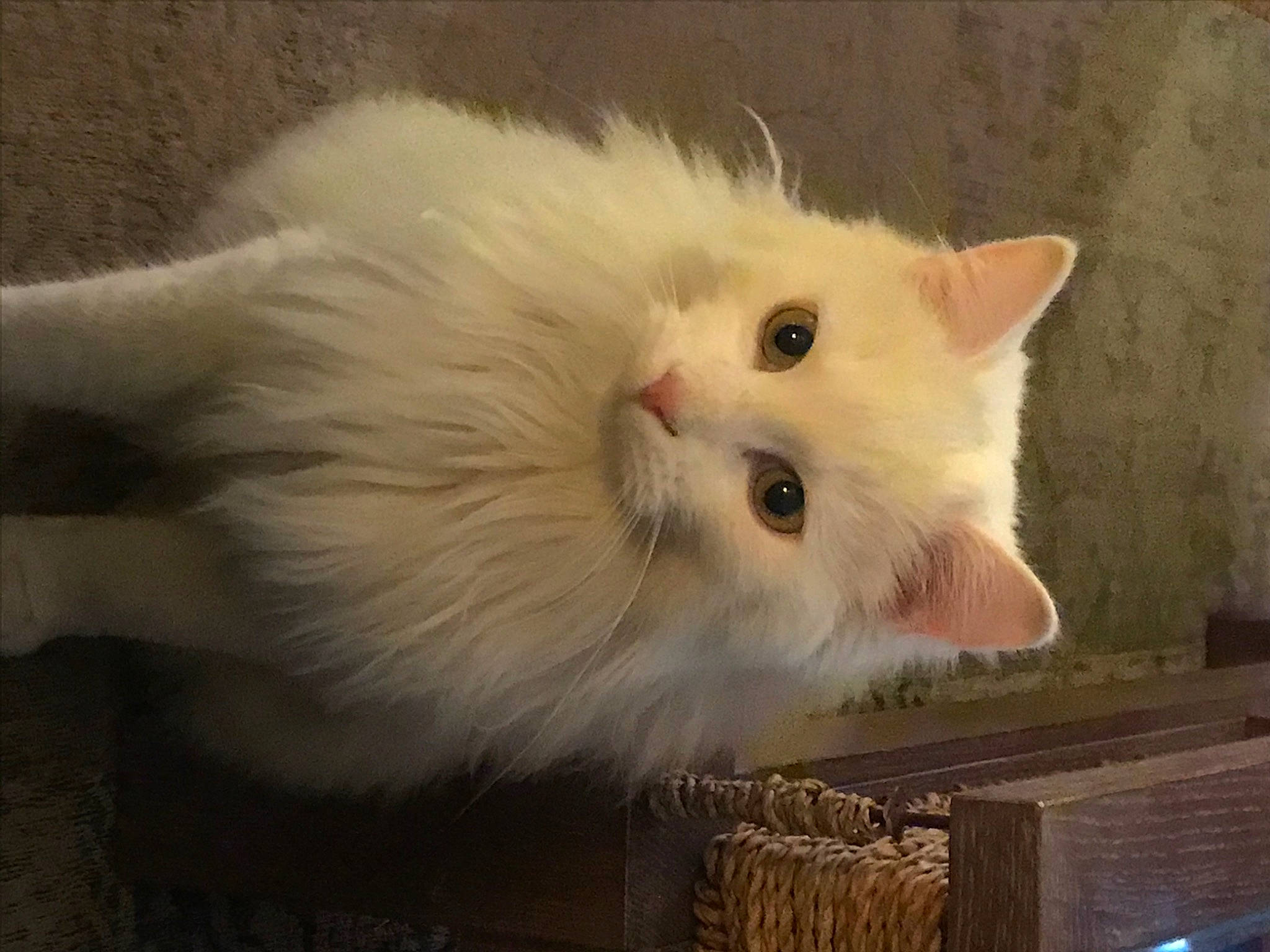 Rodrigo a rejoint le concours — aidez-le/la à gagner de superbes lots ! carnivore, cat, eye, fawn, felidae, fur, small_to_medium_sized_cats, snout, tail, whiskers, wood