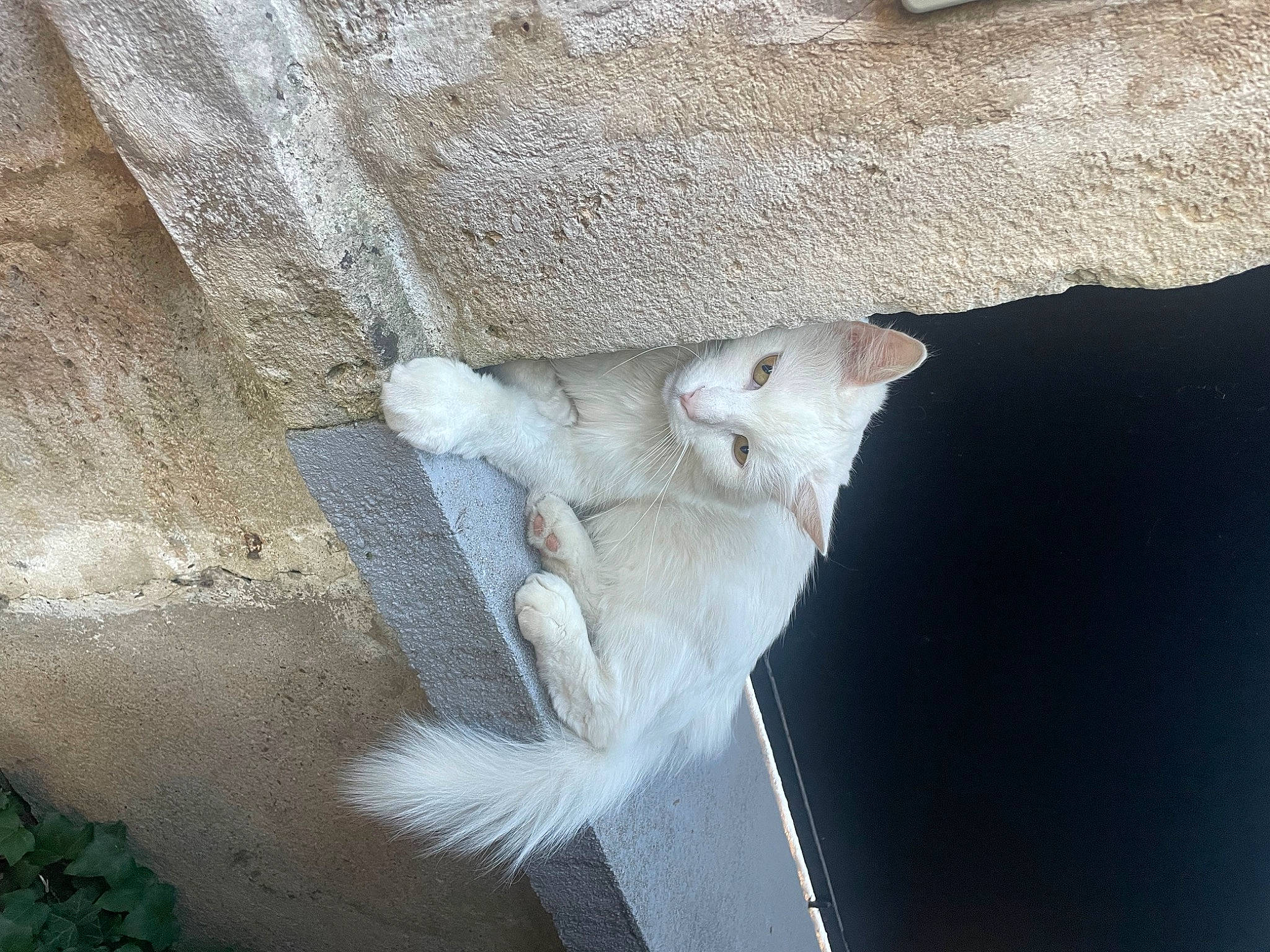 Rodrigo a rejoint le concours — aidez-le/la à gagner de superbes lots ! art, carnivore, cat, cement, claw, concrete, domestic_short_haired_cat, fawn, felidae, fur, paw, rock, rope, sculpture, small_to_medium_sized_cats, tail, terrestrial_animal, whiskers, wildlife, wood