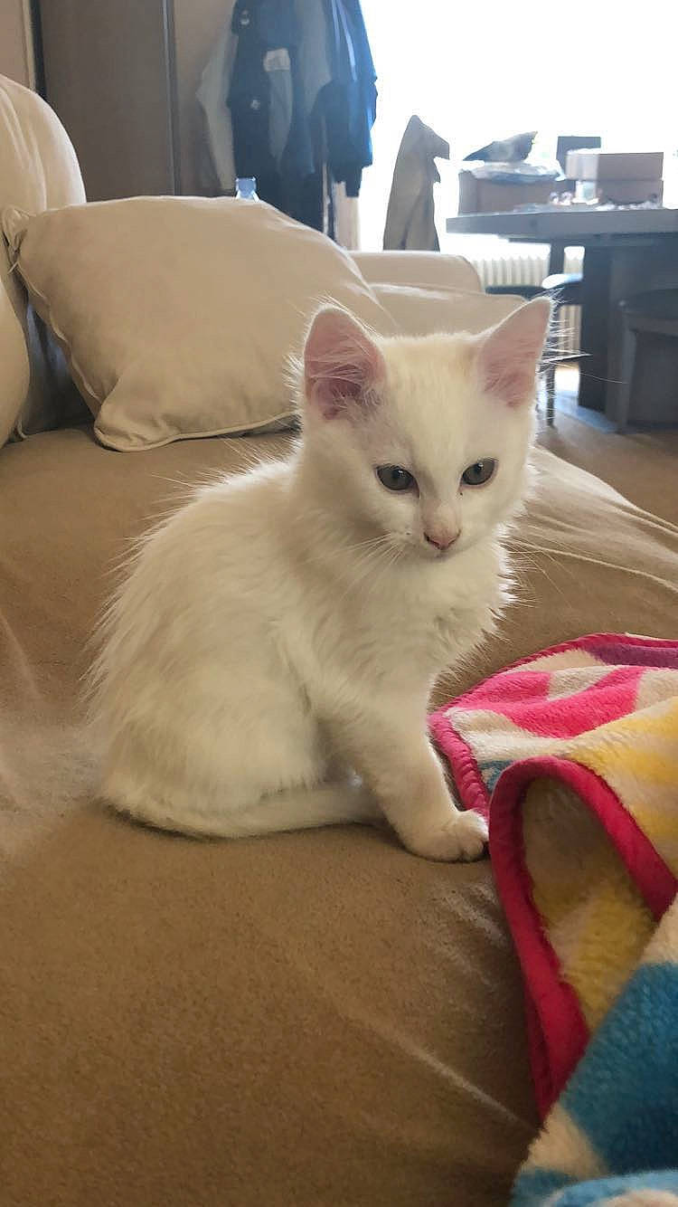 Rodrigo a rejoint le concours — aidez-le/la à gagner de superbes lots ! box, carnivore, cat, claw, comfort, domestic_short_haired_cat, fawn, felidae, fur, paw, small_to_medium_sized_cats, snout, tail, whiskers