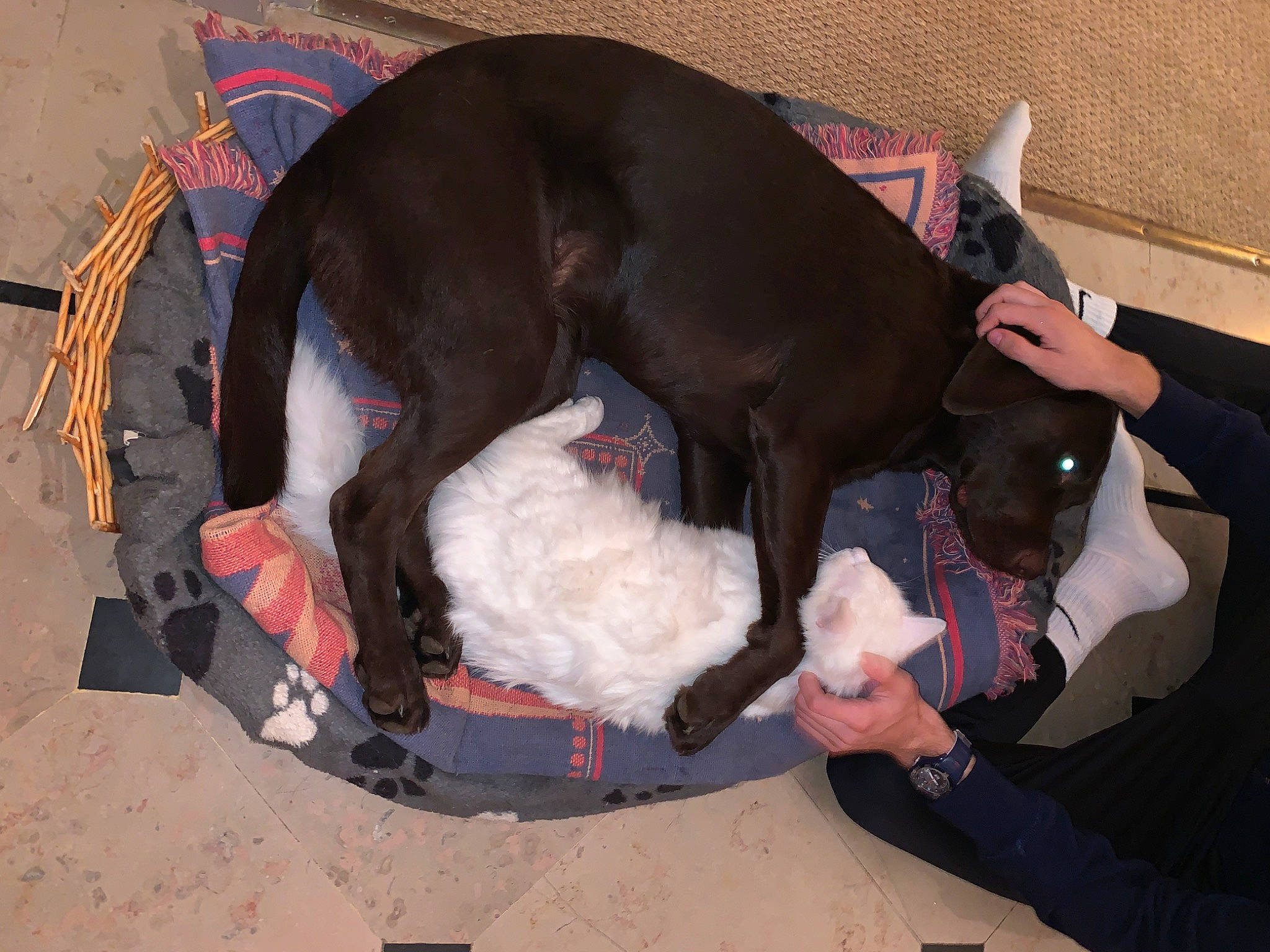 Rodrigo a rejoint le concours — aidez-le/la à gagner de superbes lots ! borador, canidae, carnivore, collar, comfort, companion_dog, dog, dog_breed, dog_supply, fawn, flooring, fur, guard_dog, liver, non_sporting_group, pet_supply, snout, sporting_group, tail, working_animal