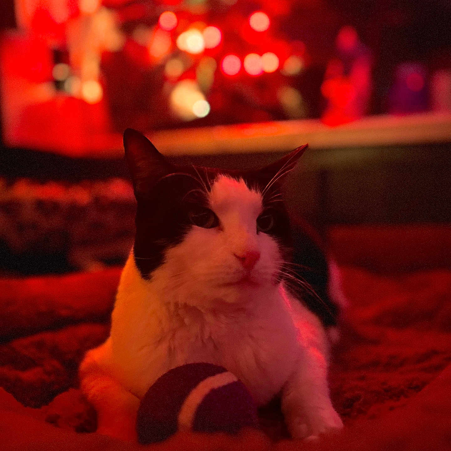Moos joined the competition — help win amazing prizes! adult, animal, cat, computerhardware, couch, furniture, indoors, kitten, light, lighting, male, man, manx, nature, night, outdoors, person, pet, siamese, urban