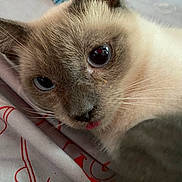 Pua joined the competition — help win amazing prizes! cat, kitten, close_up, face, eye, whiskers, tongue, fur, ear, nose, bedding, sheet, pattern, indoor, pet, domestic_animal, sleepy, portrait, cute, bed