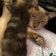 Pua joined the competition — help win amazing prizes! bedding, blanket, cat, close_up, ears, eyes, fabric, fur, indoor, kitten, paw, paw_pads, pink_paws, portrait, resting, sibling_kitten, sleepy, small_animal, soft_texture, whiskers