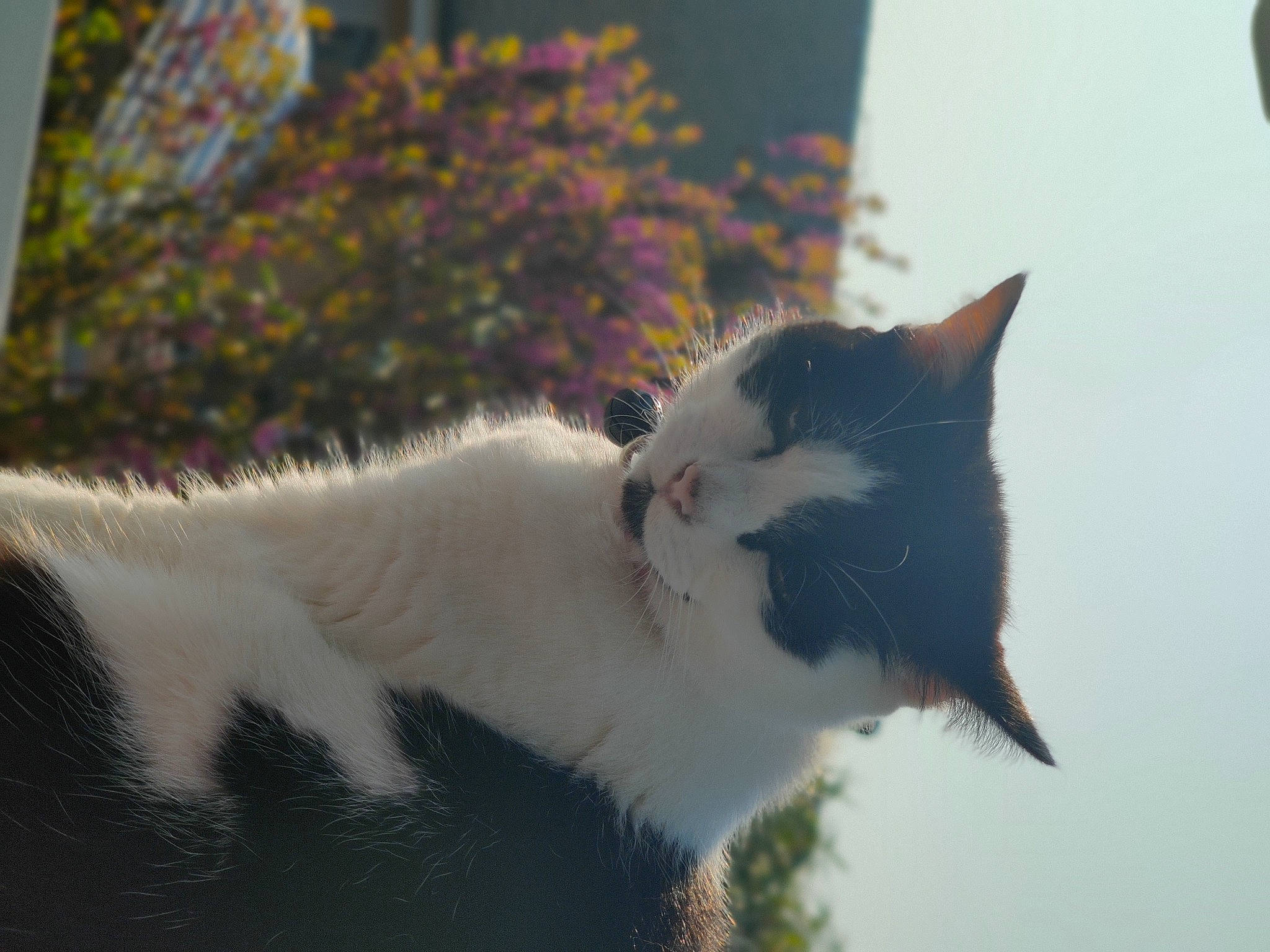 Brindille participe au concours pour gagner de l'argent avec cette photo : art, carnivore, cat, domestic_short_haired_cat, felidae, fur, grass, plant, sky, small_to_medium_sized_cats, snout, tail, tree, twig, whiskers, wildlife, winter