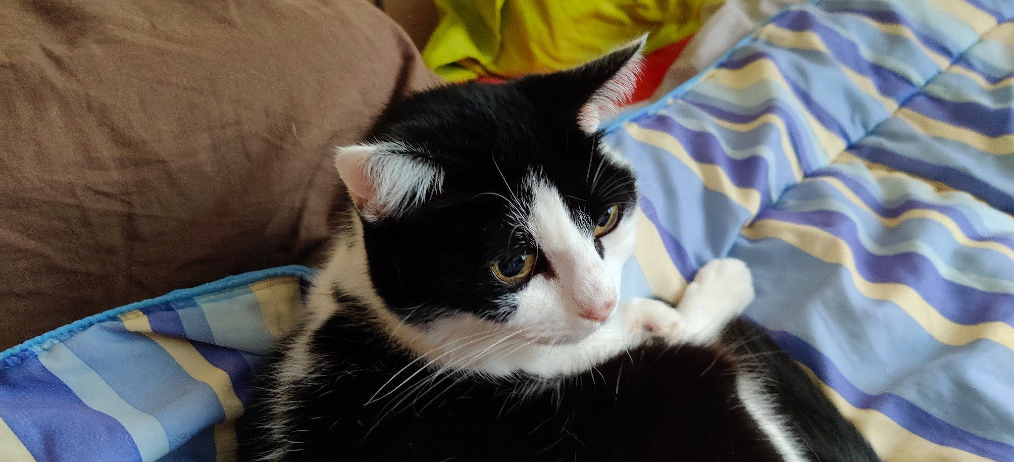 Brindille a rejoint le concours — aidez-le/la à gagner de superbes lots ! carnivore, cat, claw, comfort, domestic_short_haired_cat, felidae, fur, linens, paw, small_to_medium_sized_cats, snout, tail, whiskers