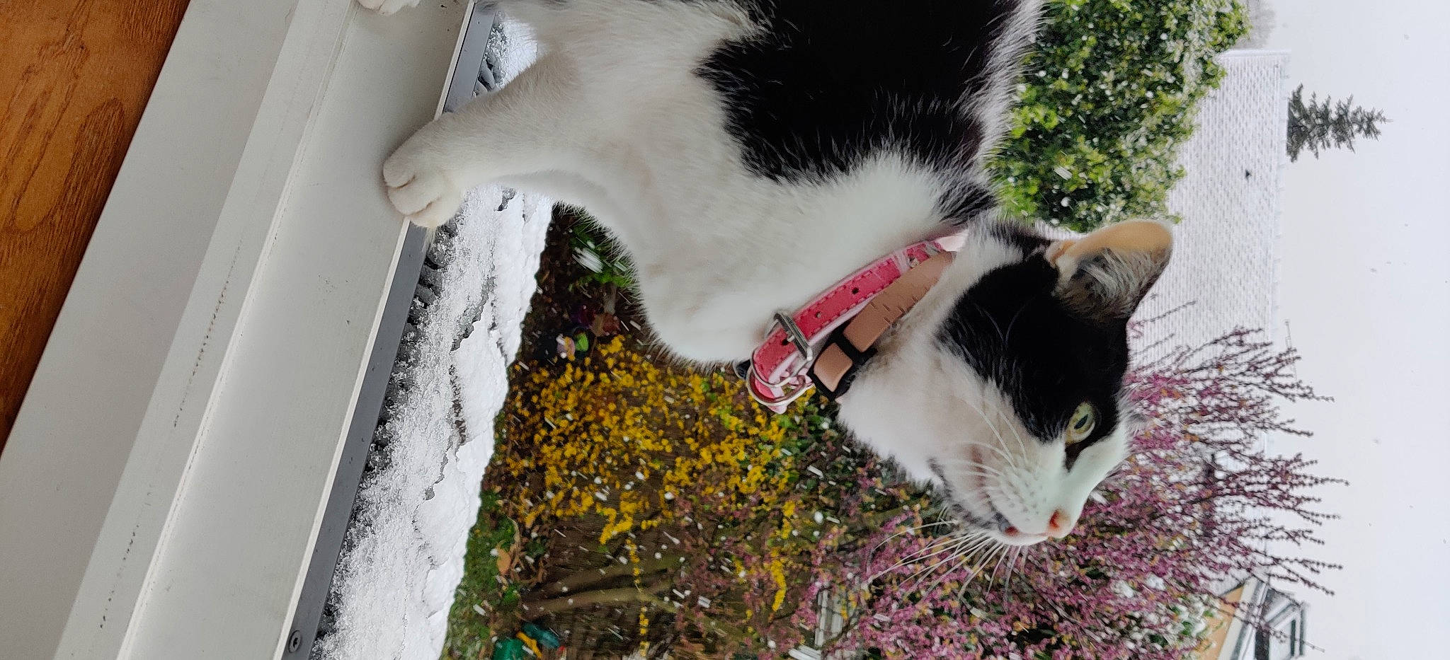Brindille participe au concours pour gagner de l'argent avec cette photo : carnivore, cat, collar, dog_breed, dog_collar, domestic_short_haired_cat, felidae, flower, fur, grass, houseplant, paw, plant, small_to_medium_sized_cats, snout, tail, tree, whiskers, winter