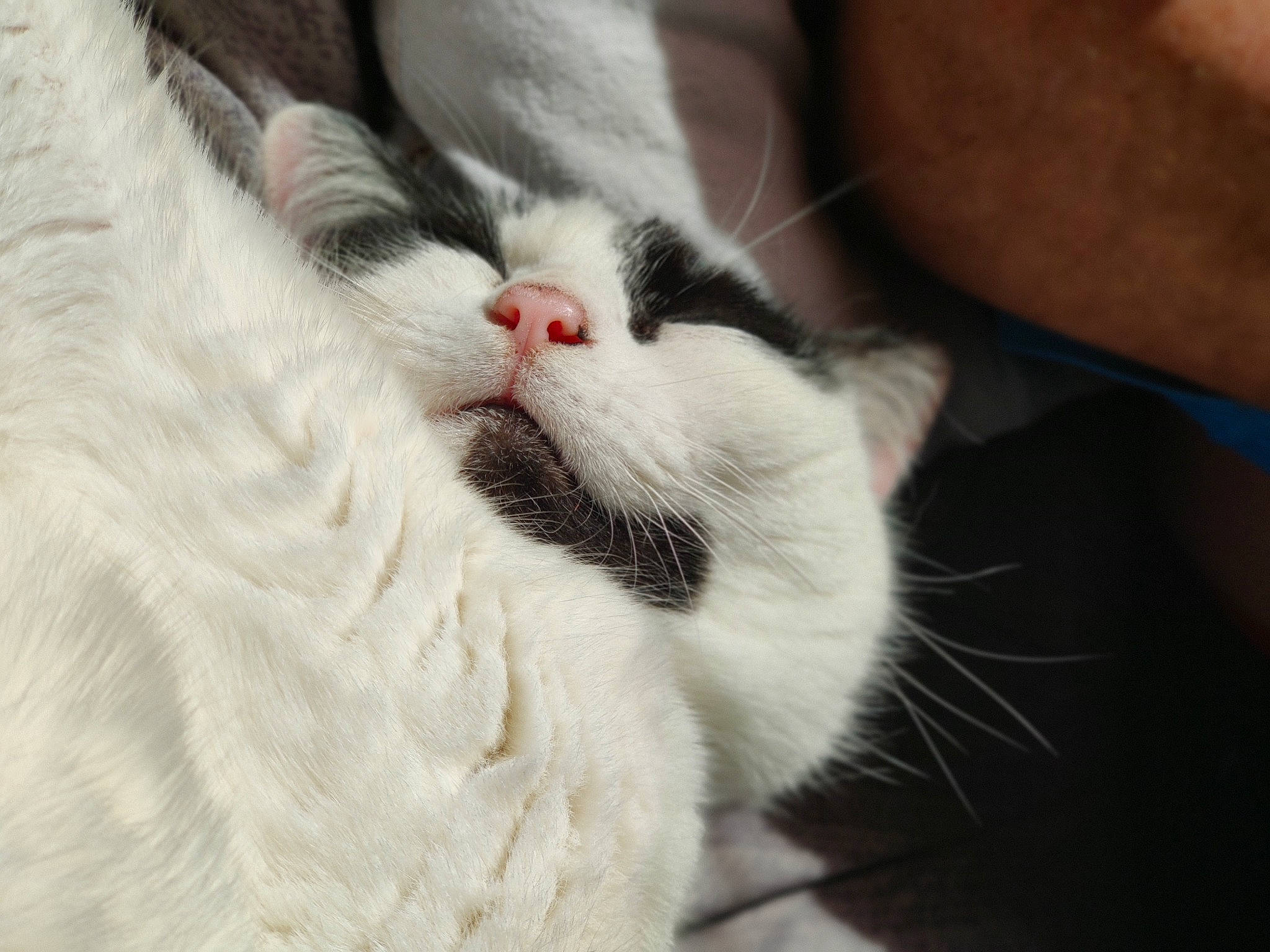 Brindille a rejoint le concours — aidez-le/la à gagner de superbes lots ! carnivore, cat, claw, comfort, couch, domestic_short_haired_cat, felidae, foot, fur, nap, paw, sleep, small_to_medium_sized_cats, tail, whiskers