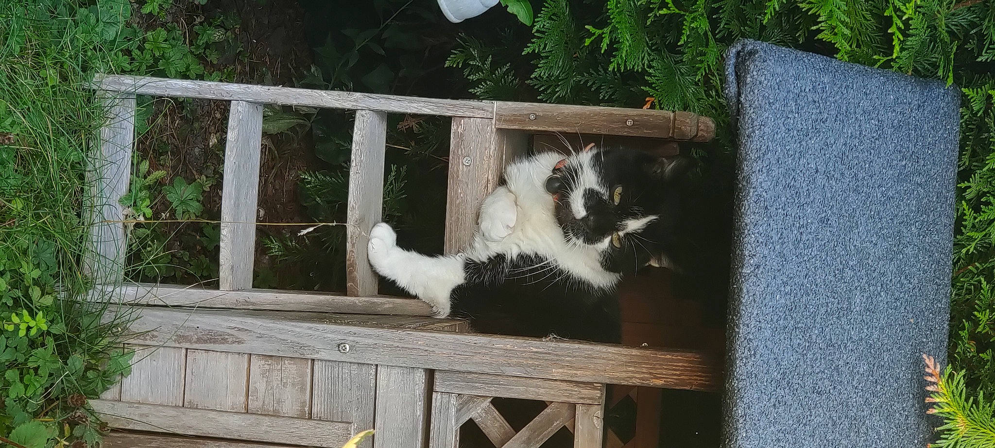 Fenrir participe au concours pour gagner de l'argent avec cette photo : canidae, carnivore, cat, companion_dog, dog_breed, domestic_short_haired_cat, felidae, fence, fur, natural_material, plant, small_to_medium_sized_cats, tail, terrestrial_animal, whiskers, wood