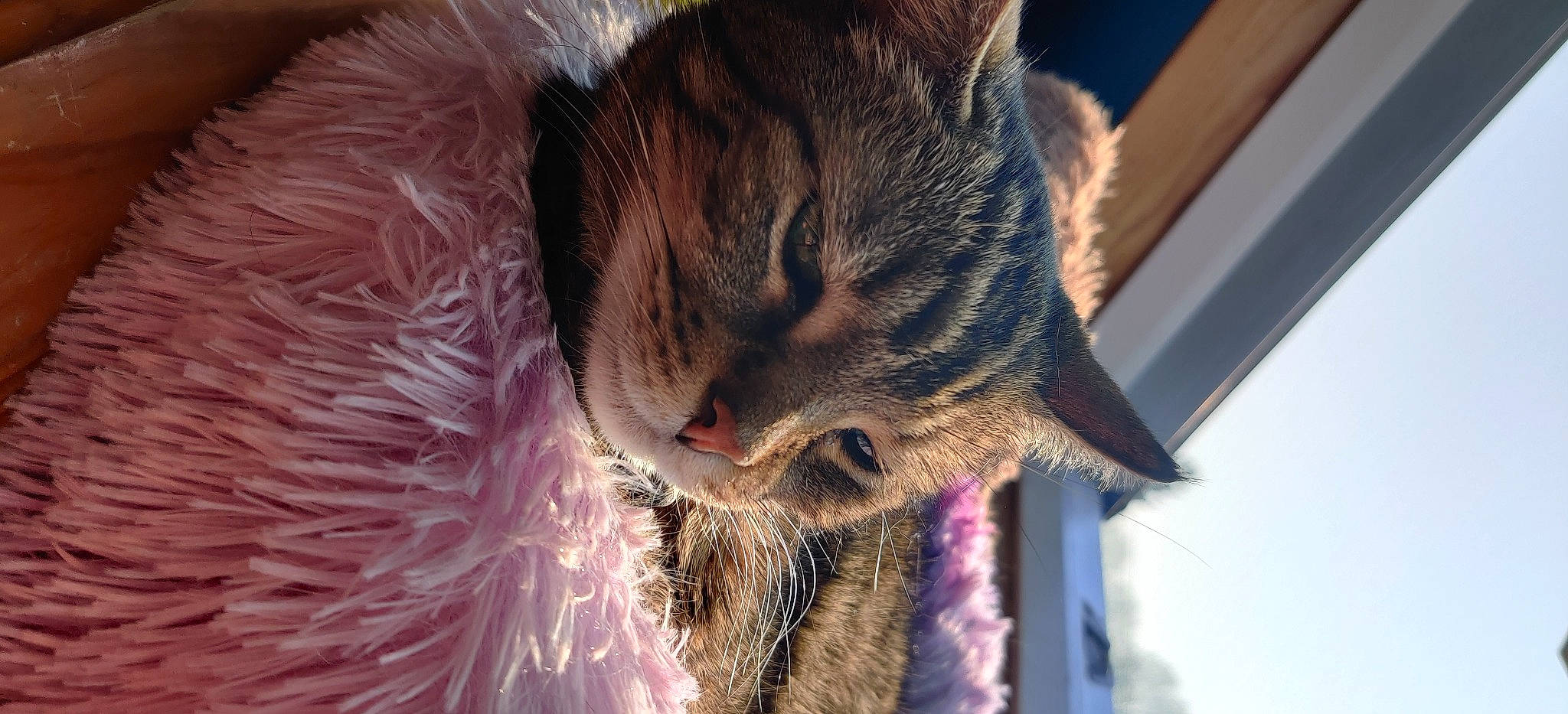 Freya participe au concours pour gagner de l'argent avec cette photo : carnivore, cat, claw, domestic_short_haired_cat, ear, event, felidae, fur, macro_photography, paw, small_to_medium_sized_cats, snout, terrestrial_animal, whiskers, wildlife