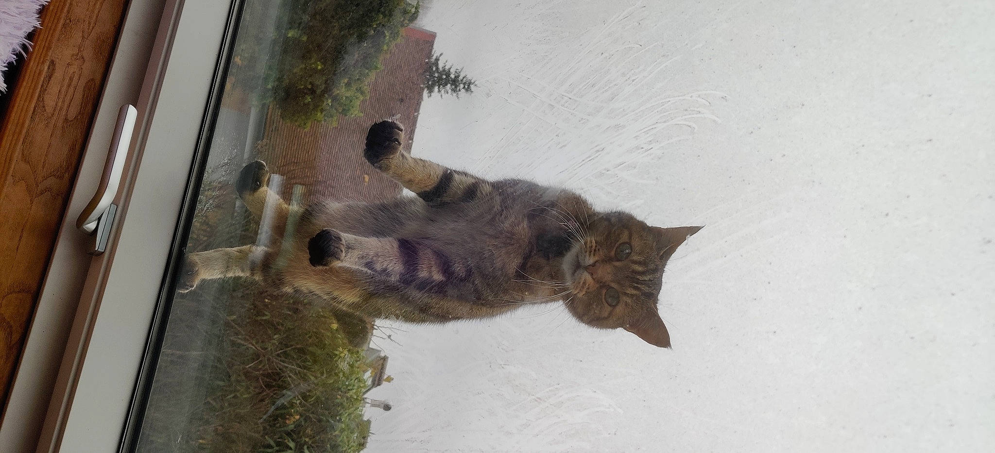 Freya a rejoint le concours — aidez-le/la à gagner de superbes lots ! black_cat, canidae, carnivore, cat, dog_breed, domestic_short_haired_cat, felidae, fur, plant, small_to_medium_sized_cats, snout, sporting_group, tail, terrestrial_animal, tree, water, whiskers, wildlife, window