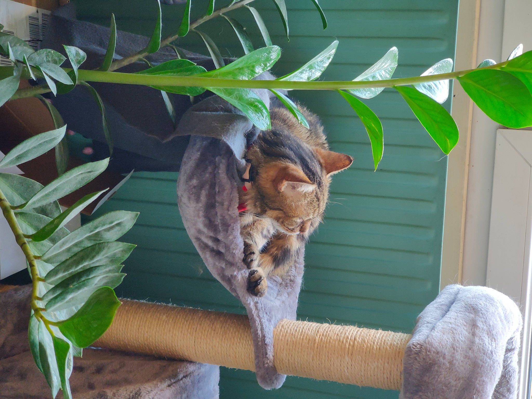 Freya a rejoint le concours — aidez-le/la à gagner de superbes lots ! arecales, fawn, houseplant, koala, marsupial, natural_material, organism, palm_tree, plant, plant_pathology, plant_stem, reptile, tail, terrestrial_animal, terrestrial_plant, tree, trunk, wildlife, wood