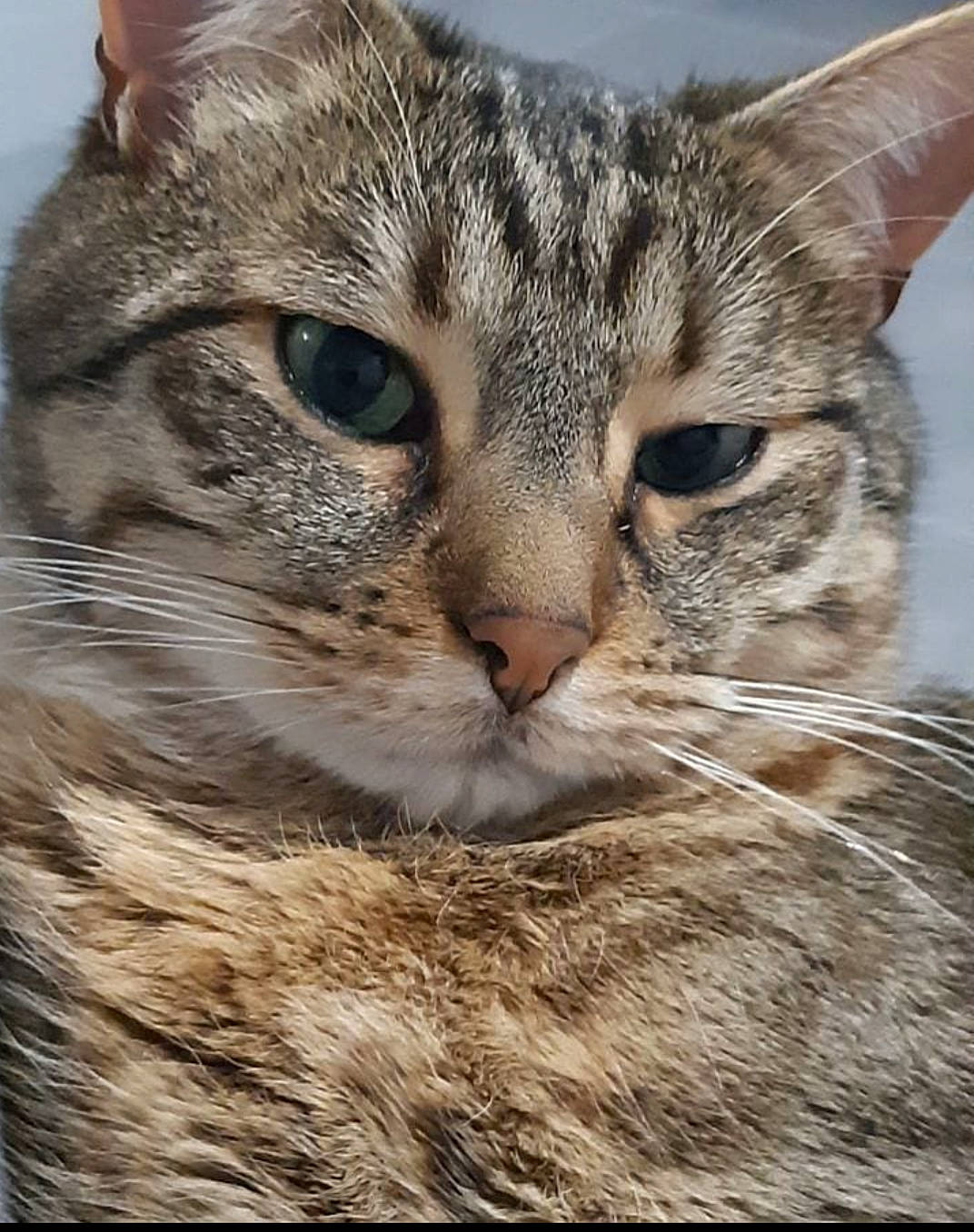 Gazouille a rejoint le concours — aidez-le/la à gagner de superbes lots ! carnivore, cat, claw, domestic_short_haired_cat, eye, felidae, fur, grass, head, paw, photo_caption, small_to_medium_sized_cats, snout, terrestrial_animal, tree, whiskers, wildlife, window